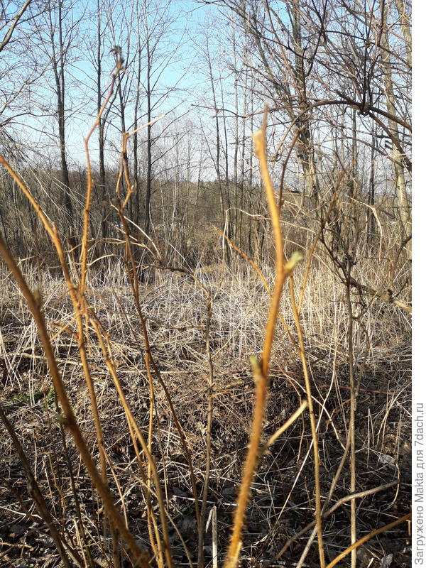 Желтая малина в лесу