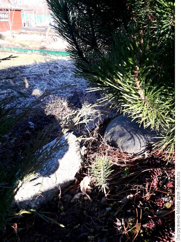 Горная сосенка Пумилио -3 годика будет летом