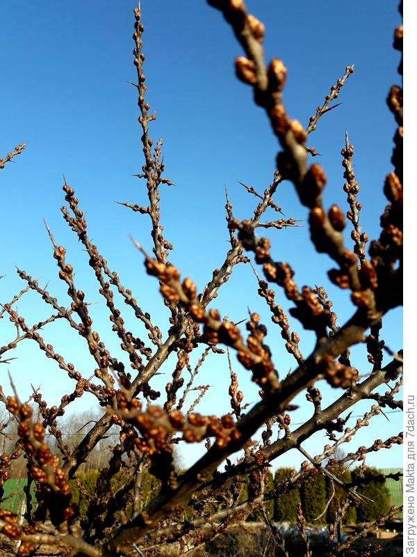 Кому очень хорошо, так это облепиховому &quot;мужчине&quot;, торопится показать красоту своих почек