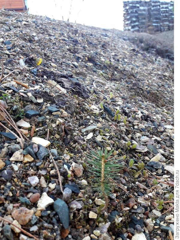 Горная сосенка, мать-и-мачеха, дрова - это наша весна