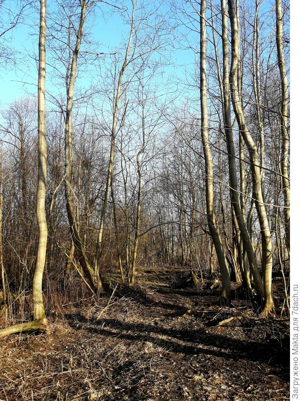 Лес без снега