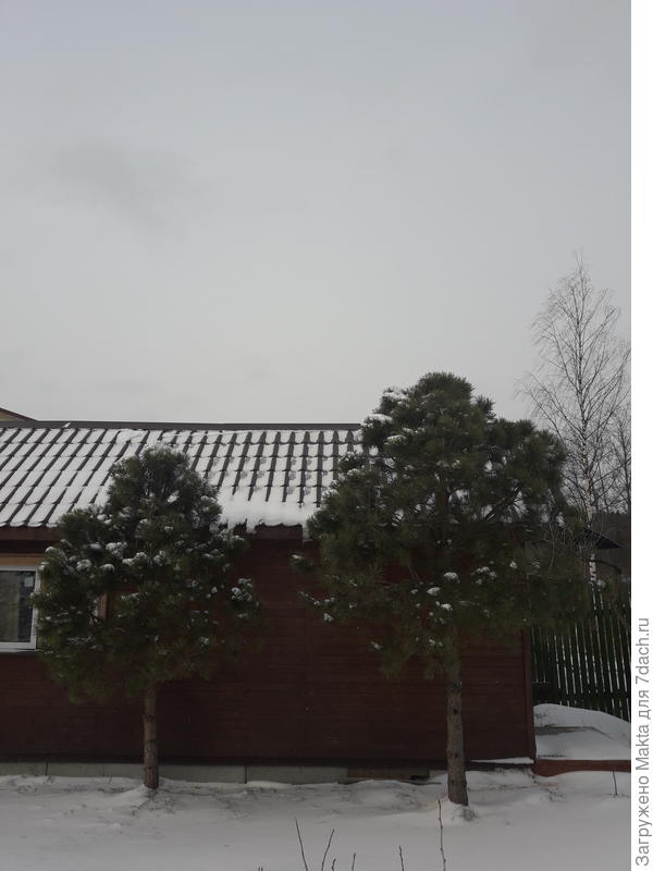 Между соснами 2,6 м