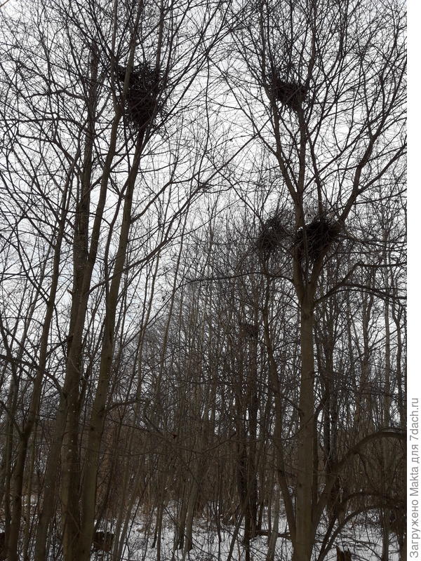 Спугнула сороку, опять готовится пить гнездо. Здесь их 5 старых