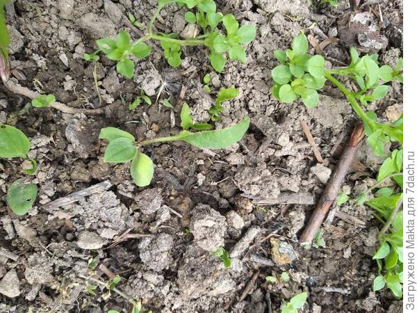 10. 06 найден, и пересажен. Фото спустя 2 дня. Д