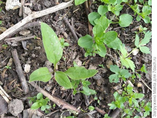Это высажен раньше. Рядом мокрица для сравнения