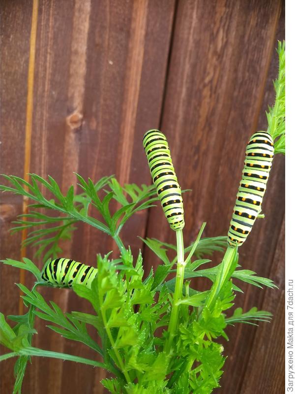 Группа в полосатых купальниках.