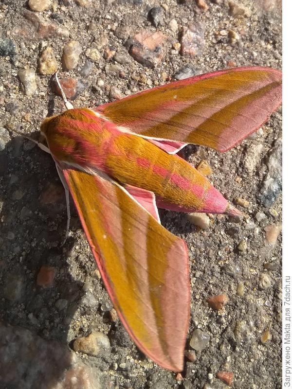 Один из Бражников