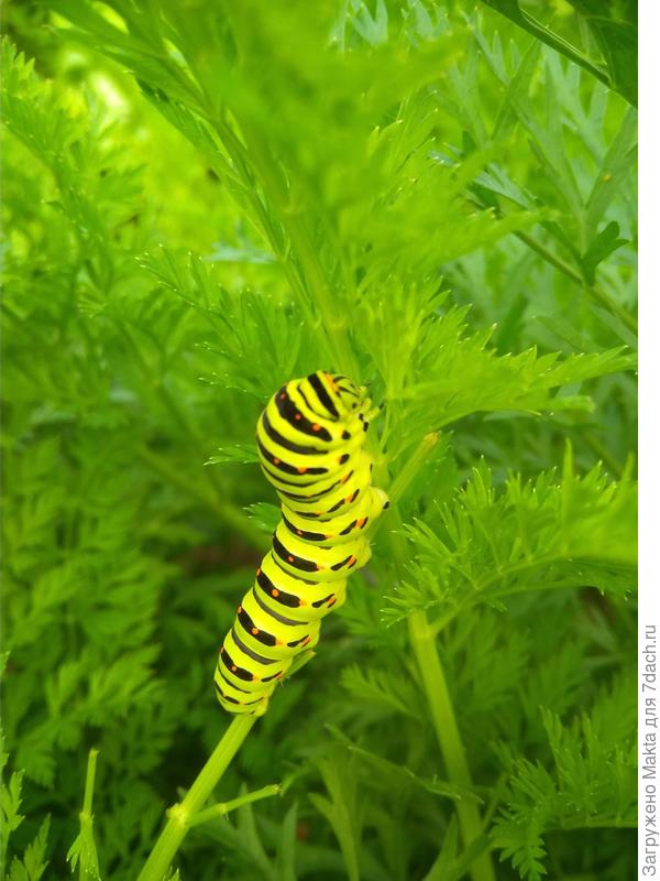 Гусеница махаона