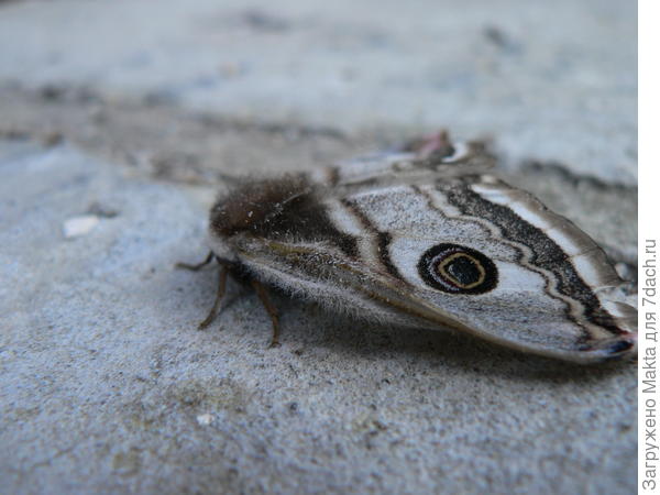 Малый павлиний глаз