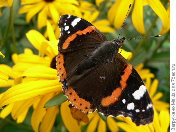 На рудбекии Гольдштурм