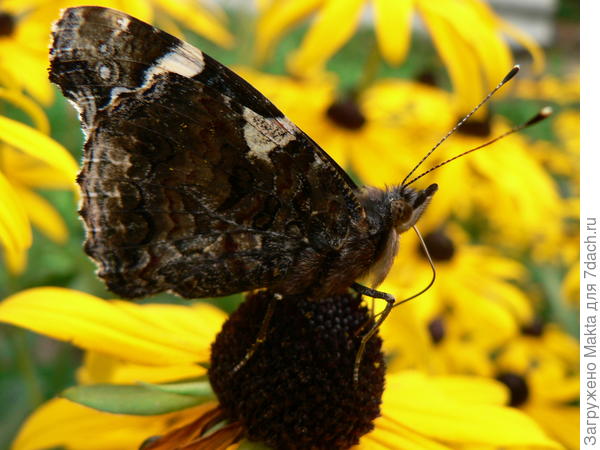 Невзрачный с боку