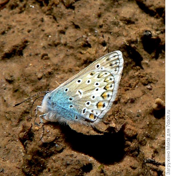 Так  я и не дождалась, когда крылья раскроет