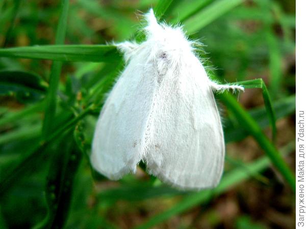 Мохнатая мантия)))