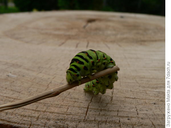 Не реагировала на удары