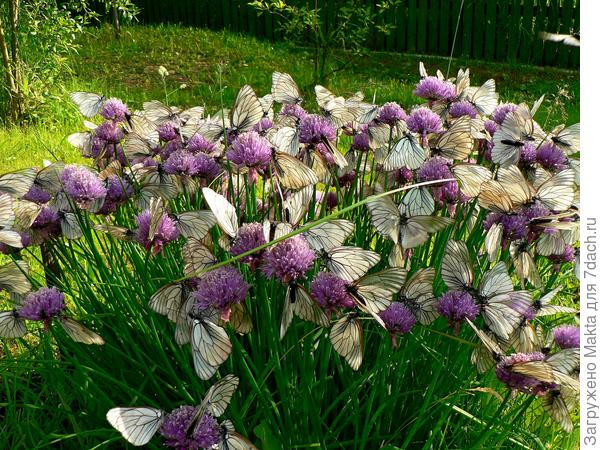 На шнитт-луке