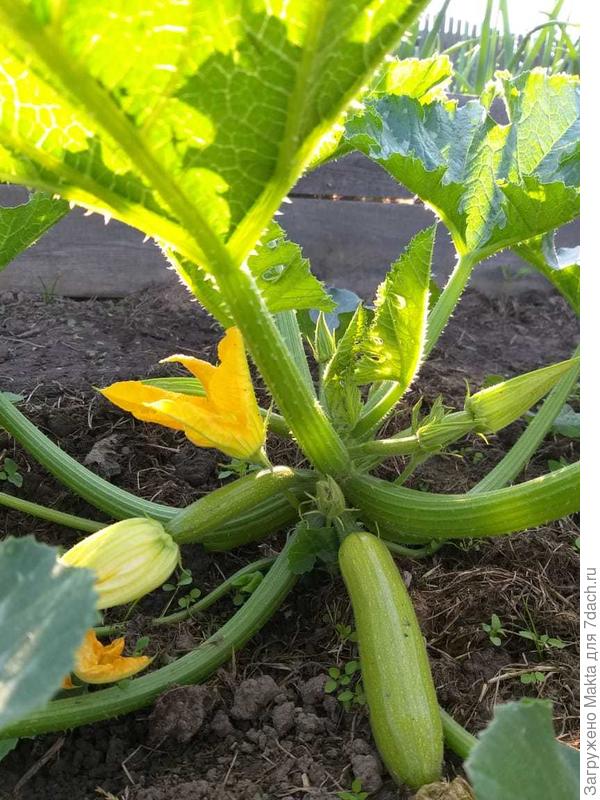 Кабачок Ардендо