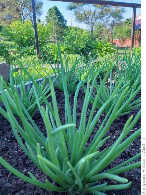 Золотой лук староверов