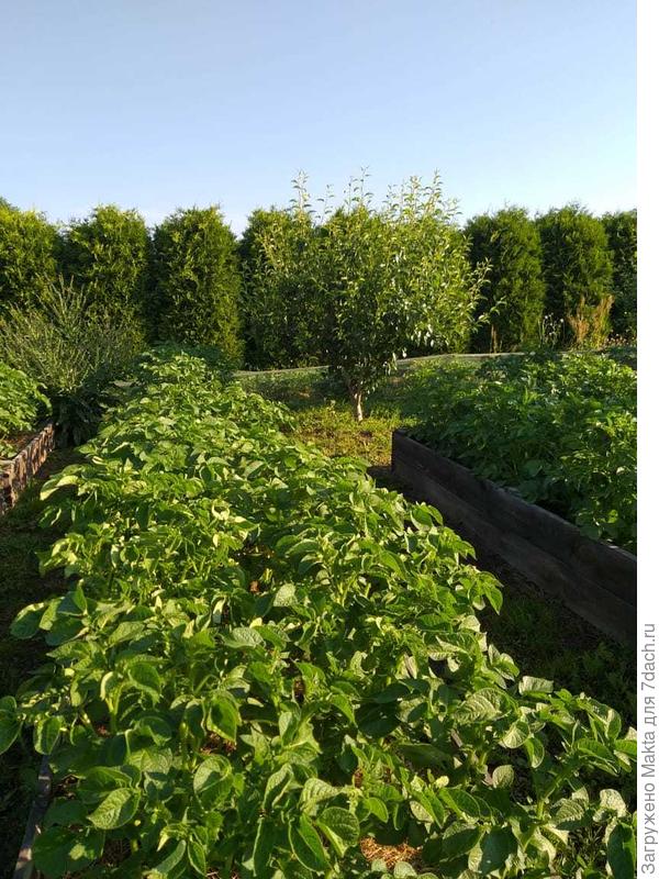 Короба с картофелем, груша, туи и клубника у их ног