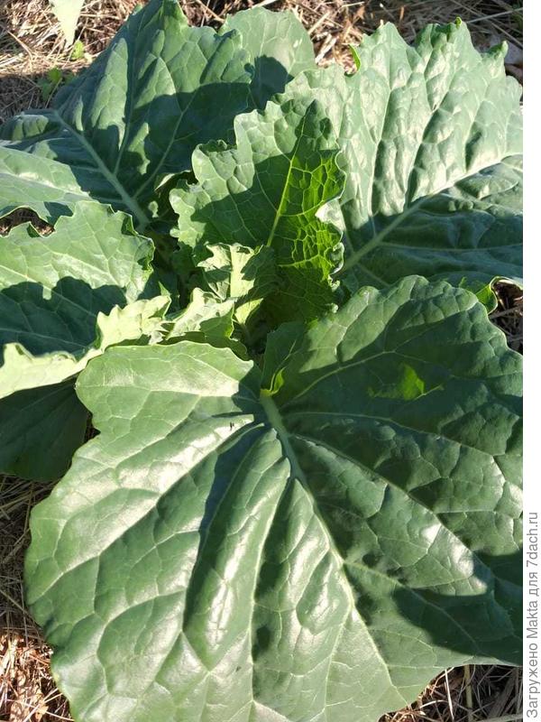 Савойская капуста Нюша