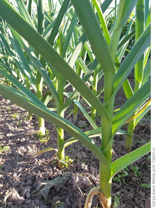 Чеснок Антипинский