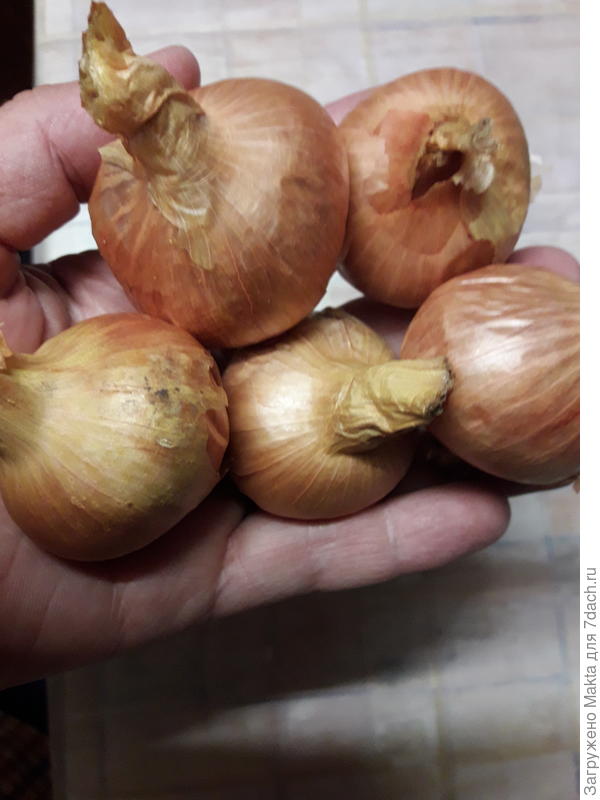 Он лежит до нового урожая