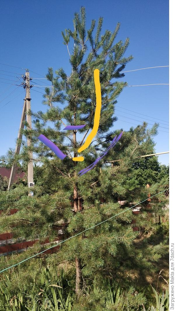 Желтым горизонтально на стволе -  как бы лучше обрезать.