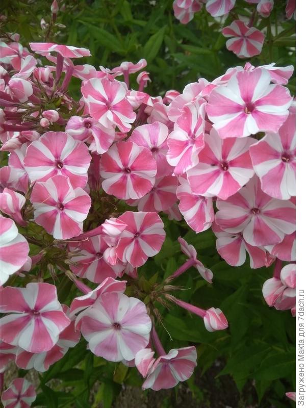 Не знаю названия