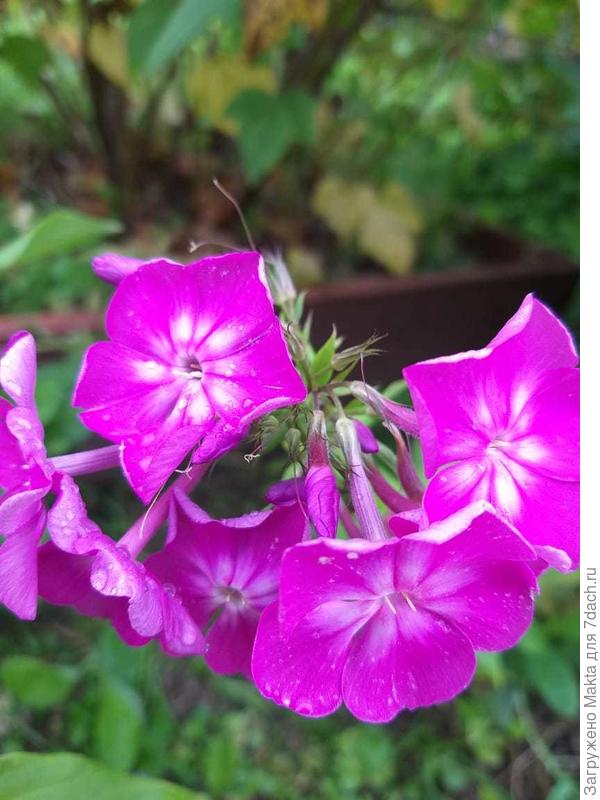 Это остаток от большого куста, который я отдала соседкам. Белые штрихи в центре. Вырос за коробом с черн/смородиной с северной стороны.