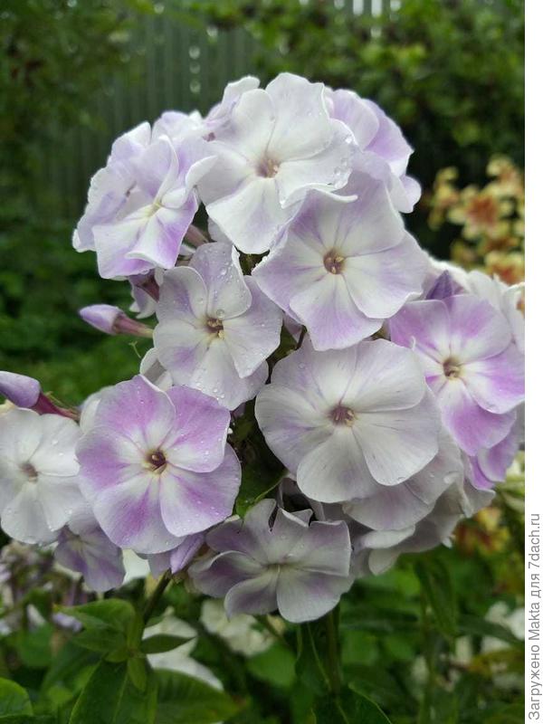 Фото с телефона, вечером будет нежно-голубой