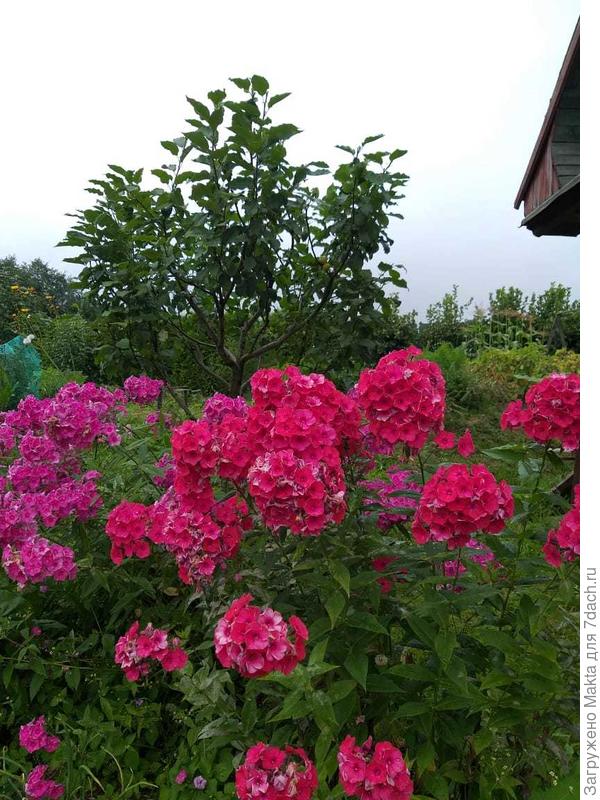 Между ними был белый, перенесла весной, эти тоже передвину, посажу иначе.