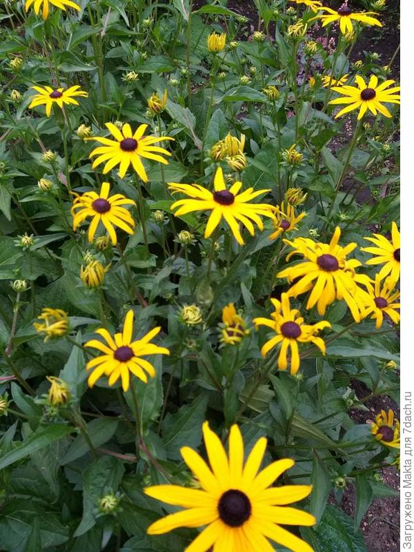 Это только начало цветения.