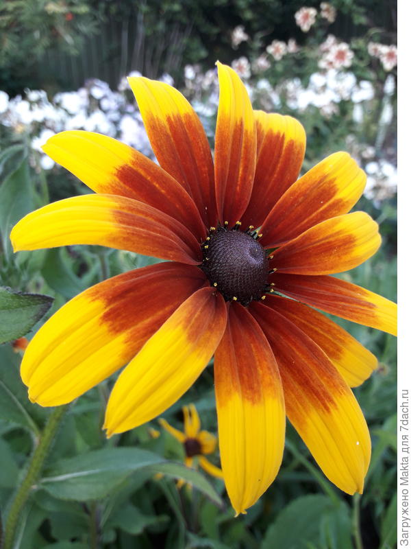 То, что выросло