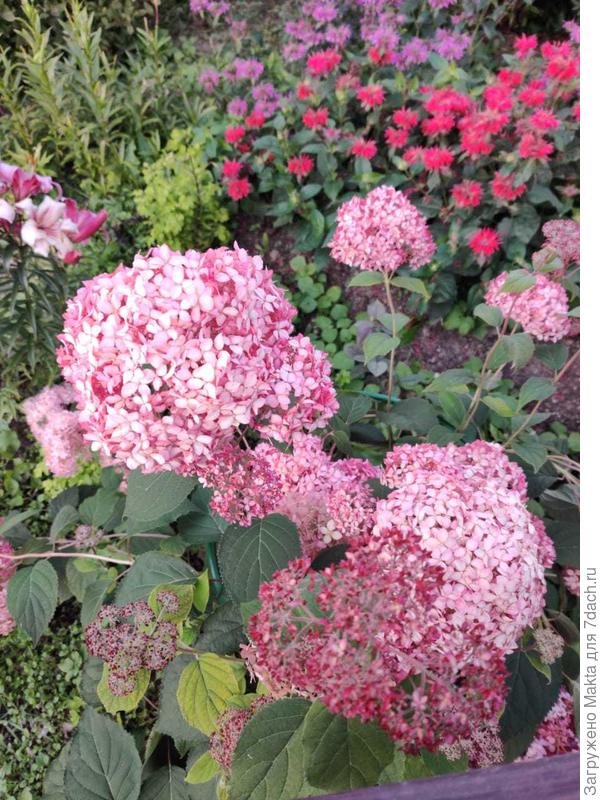 Инвинсибель весной делилась очень сильно