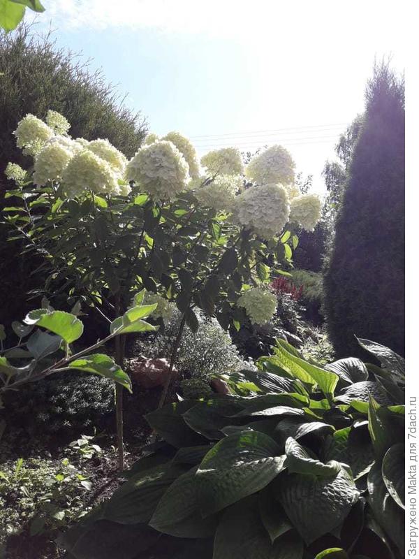 Лайм Лайт рано утром