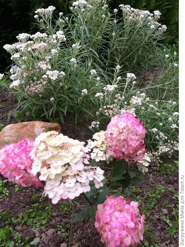 Высота около 35 см