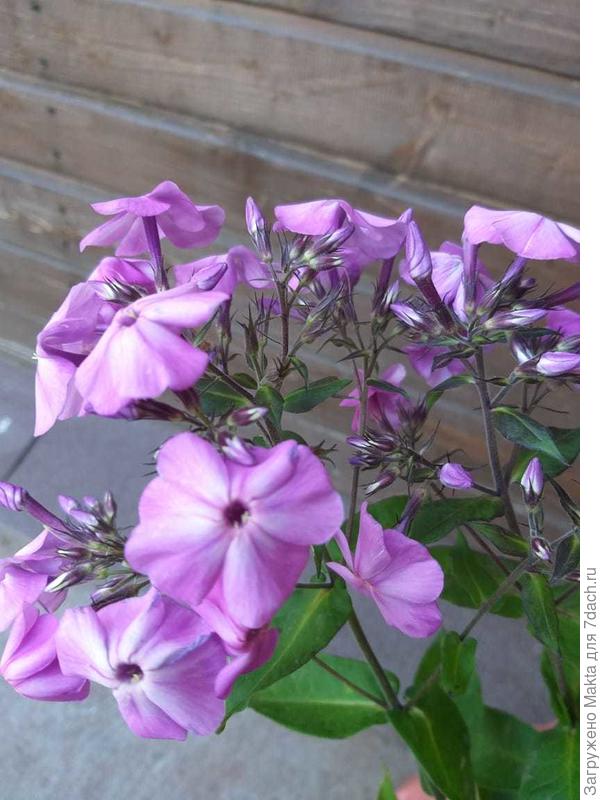 &amp;quot;Влюблённый в небо&amp;quot;, он голубой, а на фото...