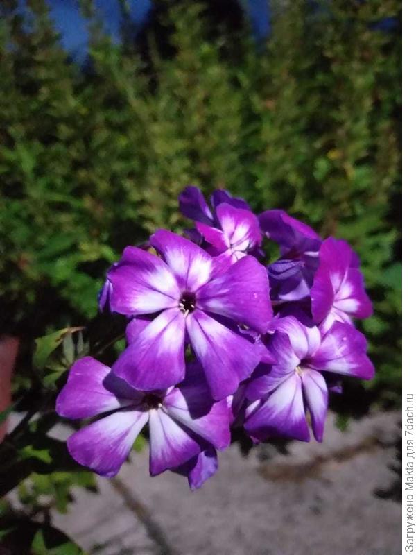 Кураж, освещение вечернее, цветы крупные