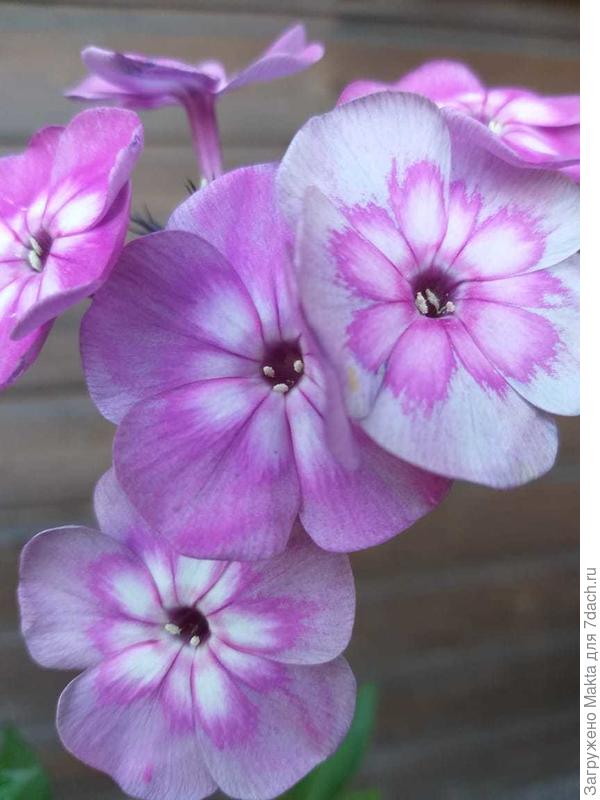 Медик блу. Или Цветок в цветке.