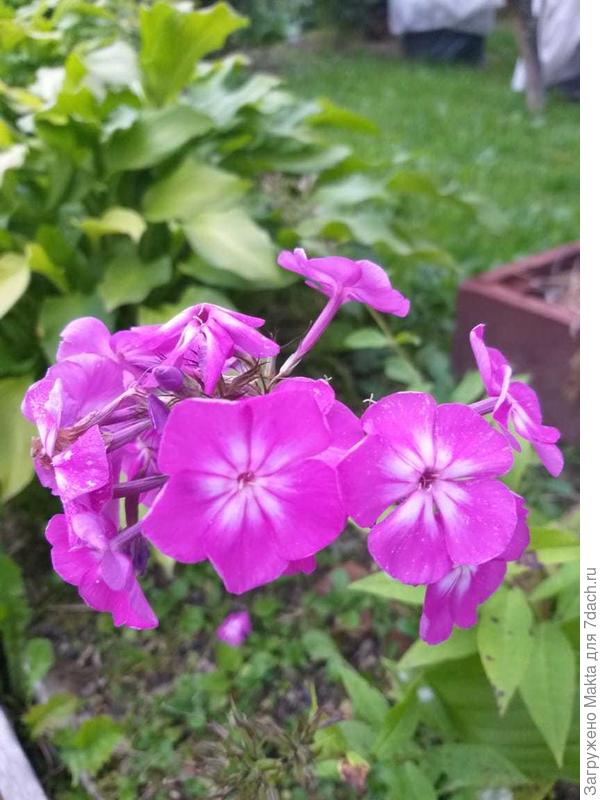 Малыш вырос вопреки, сидит за коробом с черной смородиной с северной стороный