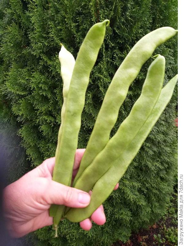 &amp;quot;Хельда&amp;quot;, семена от Юли из Омска