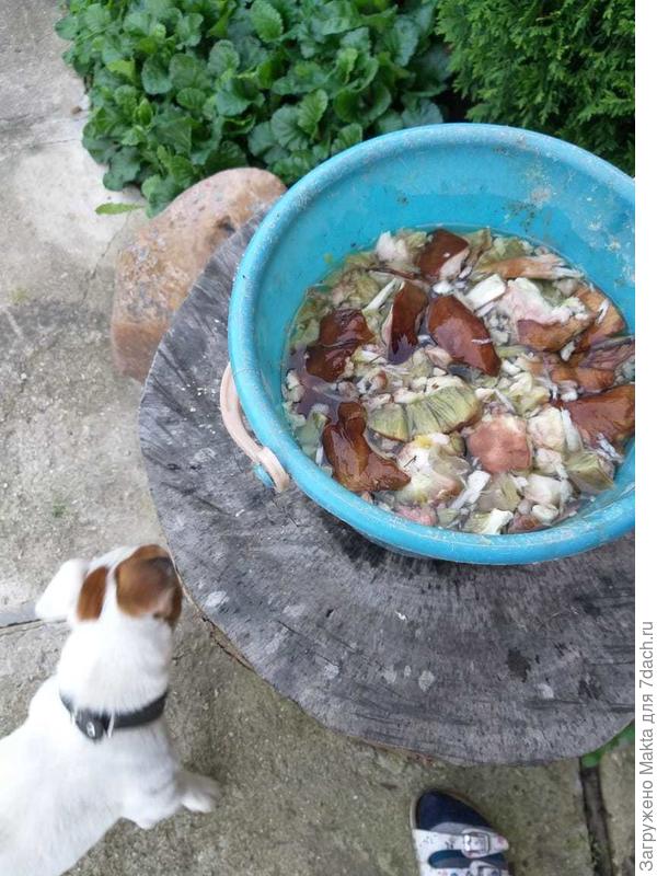 Вот так постоят в теплом месте неск.дней. Вешенки были на этом пне, но кору я чистила, их нет.