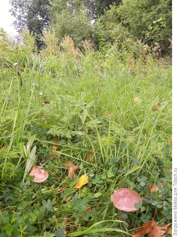 В этом году было 5 подберезовиков. Небольшой участок летом 2 раза косила, иначе была бы трава, как на дальнем фоне.