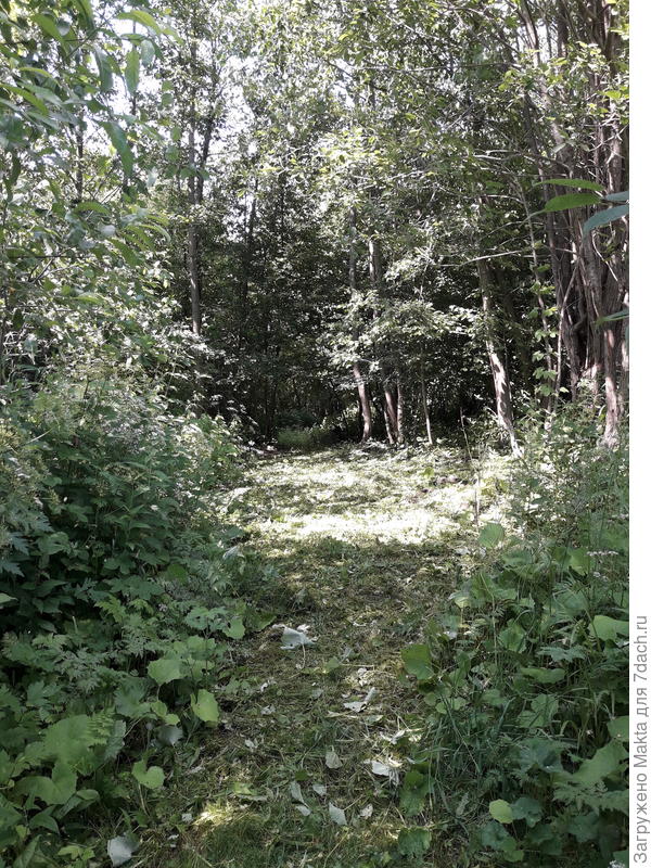 Вот такой прибрежный негрибной лес