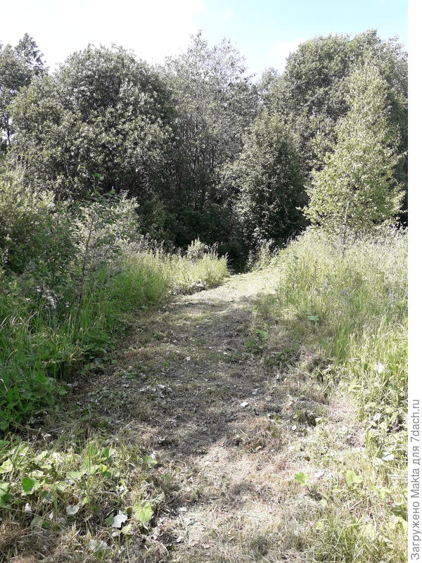 Это проход дальше за березки и ель, тоже покошен