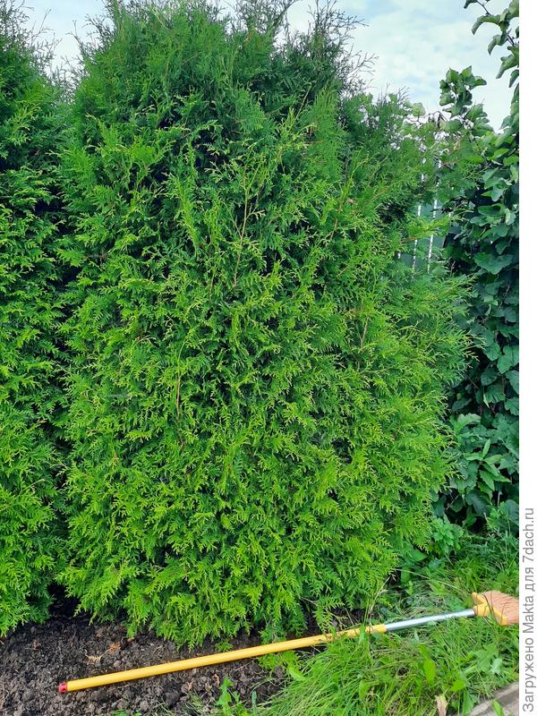 Щётку положила на землю. Длина 1,7м. Но слева туя подстрижена, была бы шире