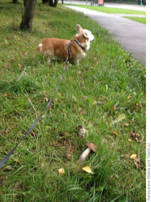 Это не парк, а пешеходная зона, зажатая с обеих сторон потоком машин. Редкие больные липы.