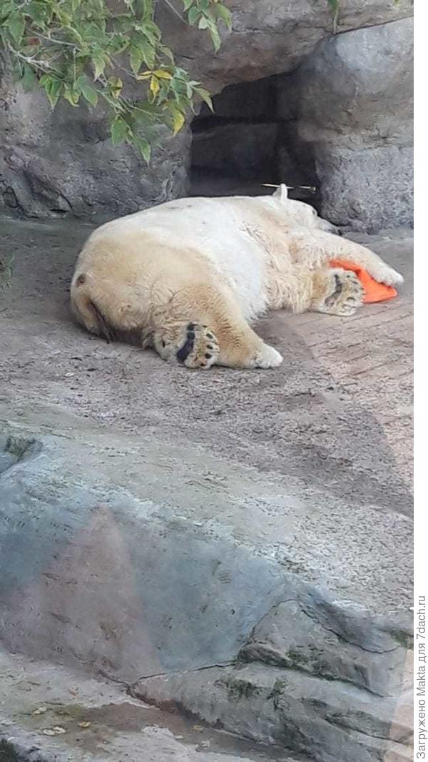 Каков! И стопу можно рассмотреть