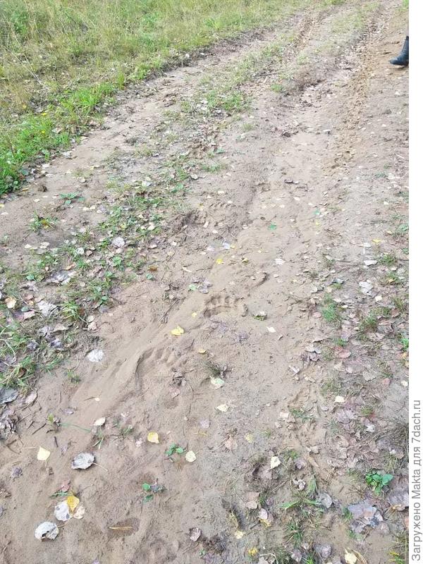 А ведь косолапит