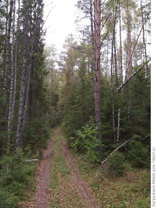 В сосновом лесу