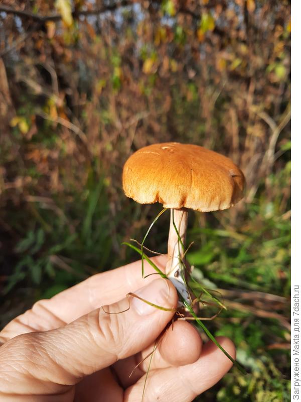 Что это за грибами?